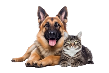 German shepherd dog and tabby cat together, lying side by side isolated on transparent background