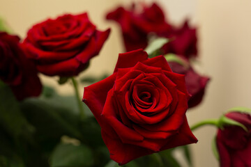 Fototapeta premium red rose close up blurred background.