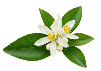 Fototapeta premium Citrus Flower with Lush Green Leaves on a Transparent Background