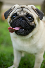 Obraz premium close up of a pug in the gress enjoying the garden