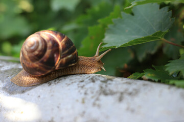 Grape snail on a stone, on a blurred background.