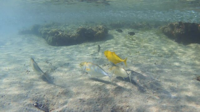 School of orangespotted trevally at shallow water, Red Sea. 4K stock video footage