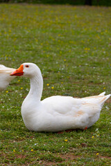 Obraz premium White goose resting on green grass in a peaceful countryside farm setting.
