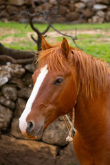Obraz premium Close-up portrait of a chestnut horse with a white blaze, standing near a rustic stone wall.