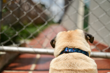 A light fawn-colored pug, sporting a stylish collar with blue and black accents, is captured from behind, gazing through a wire fence