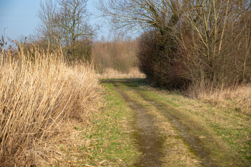 Grüner Weg im Winter