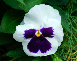 pansy white and blue flower in wild nature