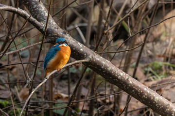 Kingfisher on a branch in its natural habitat.