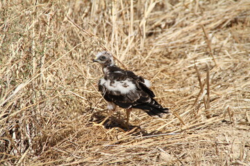 Pollo de aguilucho cenizo saliendo del nido