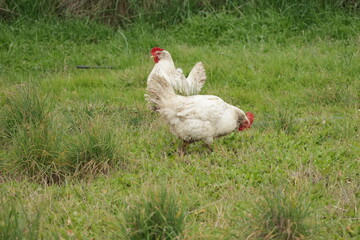 Gallinas comiendo en libertad