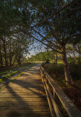 Sendero en el bosque con paseo de madera entre árboles y pinos
