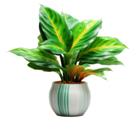PNG Tropical houseplant transparent background