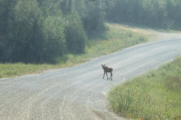 Baby moose standing on a gravel road near Bolio Lake in interior Alaska on a sunny spring day.