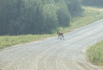 Baby moose running across gravel road near Bolio Lake in interior Alaska on a sunny spring day.