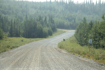 Baby moose standing in the grass next to a gravel road near Bolio Lake in interior Alaska on a sunny spring day.