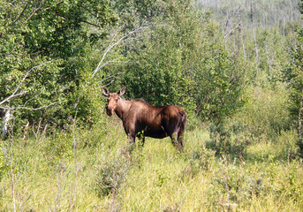 Female moose standing in green grass, surrounded by trees on a sunny spring day near Delta Junction, Alaska.