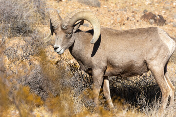 Desert Bighorn Sheep Ram in the Valley of Fire state Park Nevada