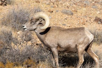 Desert Bighorn Sheep Ram in the Valley of Fire state Park Nevada