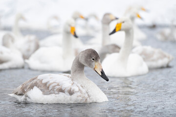 Young swan and flock