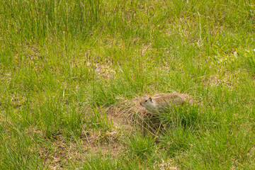 Uinta ground squirrel guarding its' burrow.