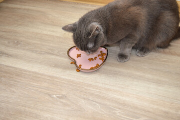 grey cat eating dry food from a pink heart shaped bowl with golden edges pet care feline nutrition stylish pet accessories feeding ownership responsible pet care treats diets feeders social media