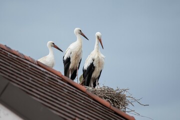 three storks in their nest