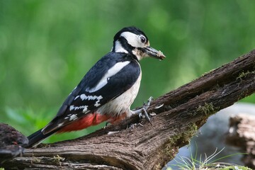 great spotted woodpecker