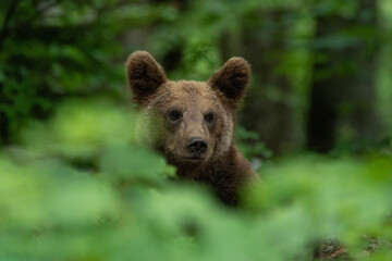 European brown bear, also called Eurasian brown bear, in its natural habitat
