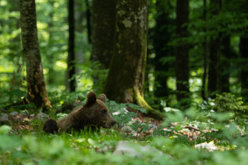 European brown bear, also called Eurasian brown bear, in its natural habitat