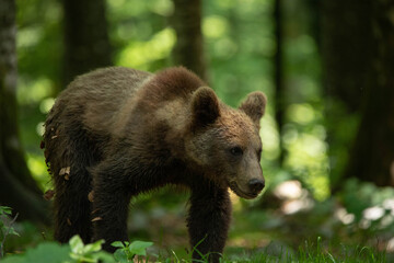 Fototapeta premium European brown bear, also called Eurasian brown bear, in its natural habitat