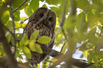 adulter Streifenkauz (Strix varia) 