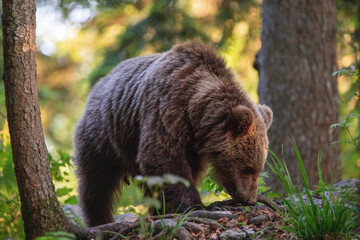 Fototapeta premium European brown bear, also called Eurasian brown bear, in its natural habitat