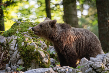 European brown bear, also called Eurasian brown bear, in its natural habitat