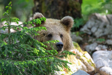 European brown bear, also called Eurasian brown bear, in its natural habitat