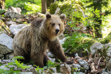 European brown bear, also called Eurasian brown bear, in its natural habitat