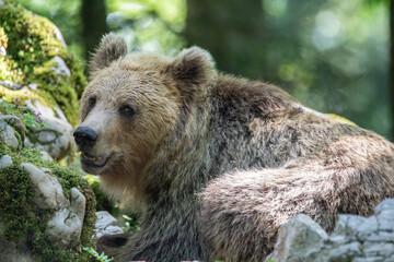 Fototapeta premium European brown bear, also called Eurasian brown bear, in its natural habitat
