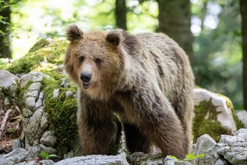 European brown bear, also called Eurasian brown bear, in its natural habitat