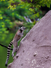 Lemur jumping