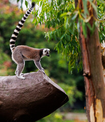 Lemur on tree