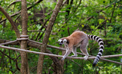 Lemur on tree