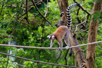 Lemur on tree