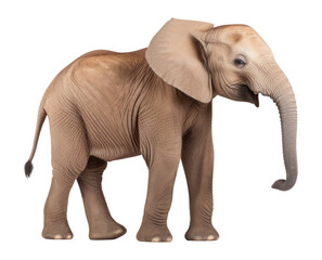 Fototapeta premium PNG Baby African elephant wildlife animal mammal.