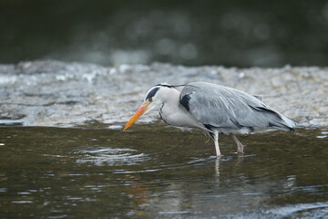 Dublin, Ireland - 30th March 2013 - a grey heron standing and staring down in to a shallow pool of...