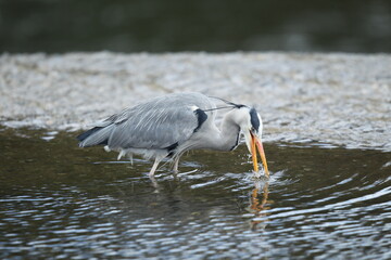 Dublin, Ireland - 30th March 2013 - a grey heron with beak facing down in to a pool of water with a...