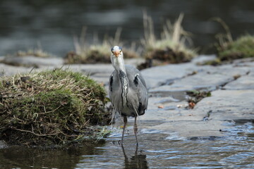Dublin, Ireland - 30th March 2013 - a grey heron standing looking straight at the camera while...