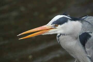 Dublin, Ireland - 30th March 2013 - a close up side profile photo of the head of a grey heron in Dublin city