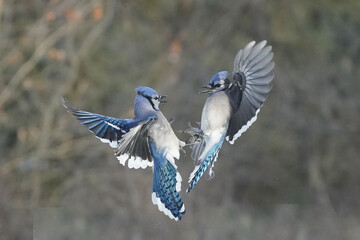 Blue Jays in winter