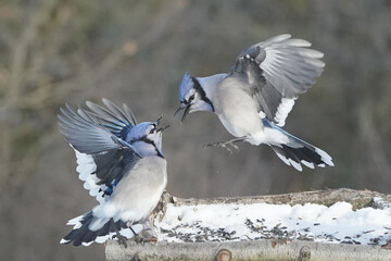 Blue Jays in winter