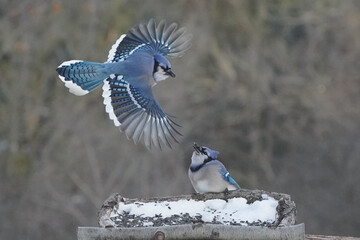 Blue Jays in winter