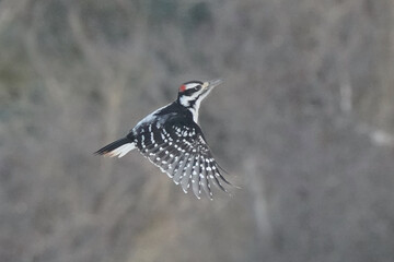 Male Hairy woodpecker flying up